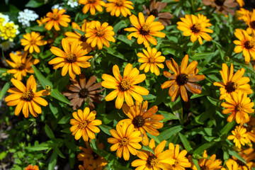 yellow flowers background