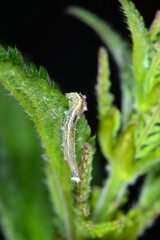 Schwebfliegen, Larve