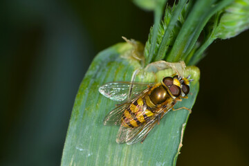  Gemeine Feldschwebfliege, Eupeodes corollae