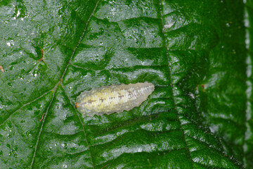 Schwebfliegen, Larve