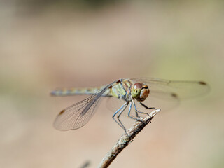 The common darter (Sympetrum striolatum) is a dragonfly of the family Libellulidae native to Eurasia