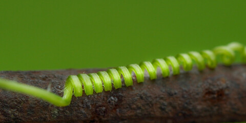 Macro Photography Coiled Tendril on Rusted Metal