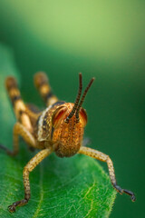 Close-Up of a Striking Brown Grasshopper on a Green Leaf