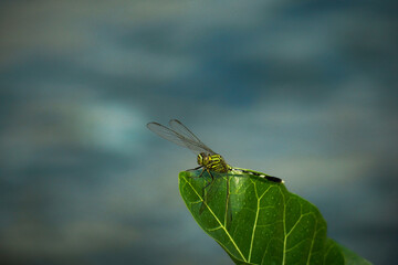 Green Dragonfly Perched on a Leaf Against a Cloudy Sky