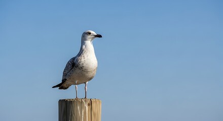 Seagull standing on a wooden post with blue sky background.