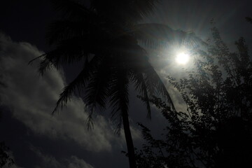 Palm Trees Silhouette in the Sun Tropical Scene with Dark Tones and Bright Sunlight