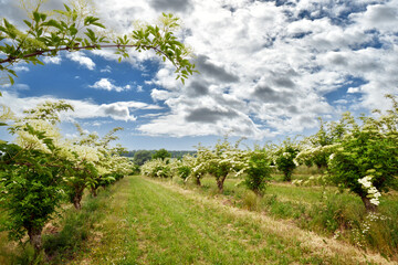 Obraz premium Schwarzer Holunder, Sambucus nigra, Blüte, Plantage