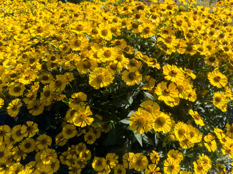 Close up of helenium autumnale flowers with golden petals and brown centers in sunlight