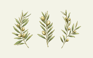 Hand Drawn 3 Set Olive Watercolor Clipart Elegant Mediterranean Botanical Illustration
