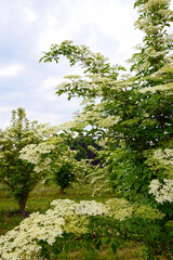 Schwarzer Holunder,  Sambucus nigra,  Kulturanbau, Blüte