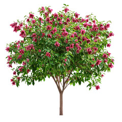 Obraz premium Roselle Tree isolated on transparent background