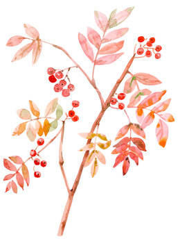 watercolor branch of a rowan tree with berries