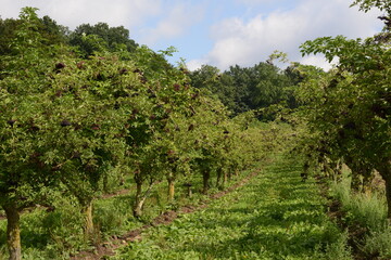 Schwarzer Holunder,  Sambucus nigra,  Kulturanbau,  Früchte