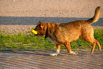 Joyful Dog Playing with Yellow Frisbee on Blooming Meadow