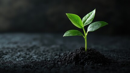 Naklejka premium A green plant growing from a dark soil mound on a dark background.