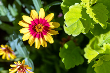 yellow flowers in the garden