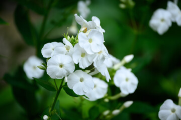 Fototapeta premium Closeup of White Phlox in Bloom with Green Background in the Summer Garden