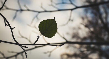 Single Leaf on a Branch Against a Cloudy Sky.