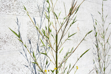 Minimalist bamboo stalk with thin branches casting sharp shadows on a bright white textured wall....