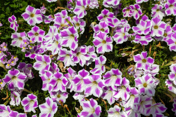 purple and yellow flowers