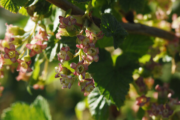 Jostabeere,  Ribes &times; nidigrolaria,  Bl&uuml;te