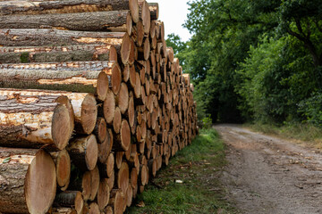 stack of logs in a forest