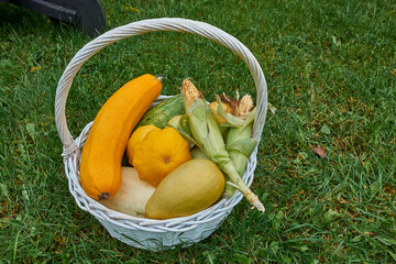 Basket of vegetables on green grass, zucchini, apples, corn