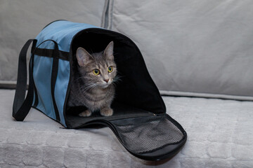 Cat in a carrier bag on a gray background. Transportation of pets