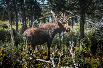 Moose in the woods