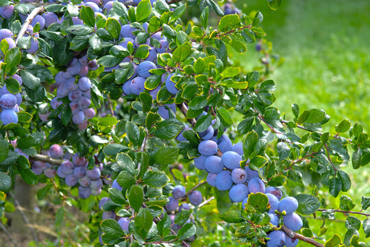 Pflaume,  Zwetschge,  Zwetsche, Prunus domestica, Prunus domestica subsp. Domestica, abreifende, reife  Fr&uuml;chte