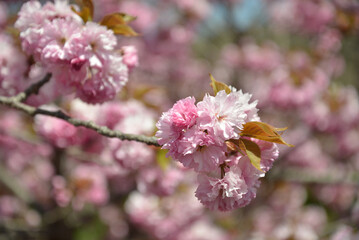 Obraz premium 春の日差しで浮かび上がる鞠の様な八重桜