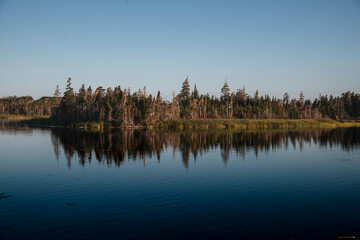 reflection of trees in the water