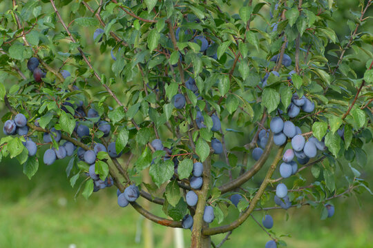 Pflaume,  Zwetschge,  Zwetsche, Prunus domestica, Prunus domestica subsp. Domestica, abreifende, reife  Fr&uuml;chte