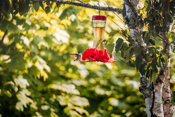 Colibri feeding