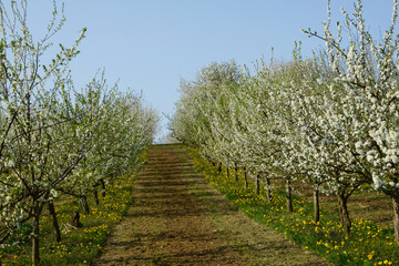 Obraz premium Pflaume, Zwetschge, Prunus domestica, Prunus domestica subsp. Domestica, Blüte
