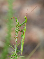 A green European mantis (Mantis religiosa) on a thorny plant.