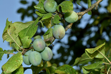Pflaume,  Zwetschge,  Zwetsche, Prunus domestica, Prunus domestica subsp. Domestica, grüne Früchte