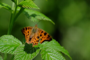 Orange butterfly with black spots perched on vibrant green leaves, showcasing intricate wing patterns and natural beauty in a lush garden environment