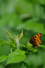 Colorful butterfly perched on vibrant green leaves, showcasing intricate wing patterns and natural beauty in a lush garden environment, symbolizing transformation and nature's artistry