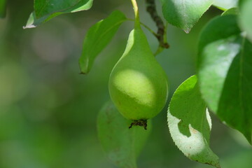 Green pear hanging from a branch surrounded by vibrant green leaves, illuminated by soft sunlight, showcasing the beauty of nature and fruit growth in a serene environment