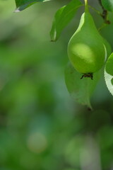 Green pear hanging from a branch surrounded by lush green leaves, showcasing the beauty of nature...
