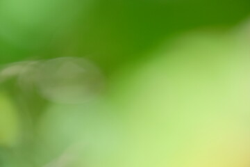 Soft focus abstract background featuring vibrant green hues and blurred natural elements, creating a serene and tranquil atmosphere for design and artistic projects