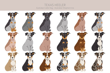 Texas Heeler clipart. Australian cattle dog - Australian shepherd mix. Different coat colors set.  Vector illustration