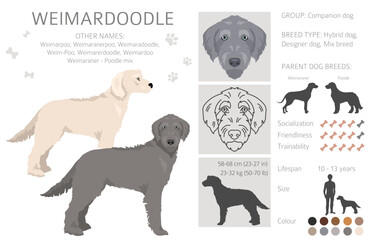 Weimardoodle clipart. Weimaraner Poodle mix. Different coat colors set.  Vector illustration