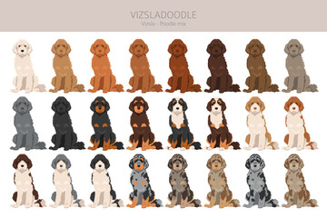 Vizsladoodle clipart. Vizsla Poodle mix. Different coat colors set.  Vector illustration