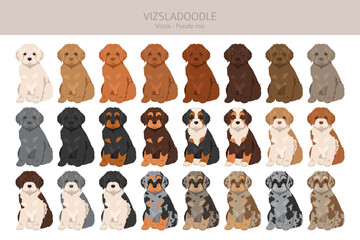 Vizsladoodle clipart. Vizsla Poodle mix. Different coat colors set.  Vector illustration