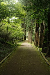 Fototapeta premium road in the woods