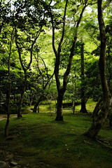 Fototapeta premium trees in the park