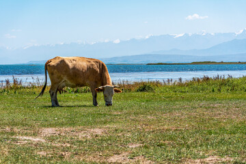 A big brown-colored adult cow of a meat and dairy breed grazes in a meadow, with a lake and mountains in the background, side view.