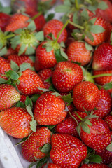 Fresh Strawberries, captured on September 1, 2025. Close-up of ripe red strawberries with green leaves, natural daylight highlighting freshness, vibrant organic fruit photography